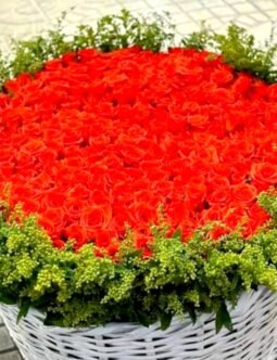 Red Roses in White Box