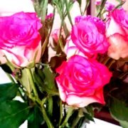 Statice (Limonium) Roses 1