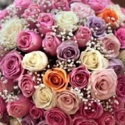 orange , white, rose, pink and purport Roses