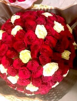 Red and White Roses